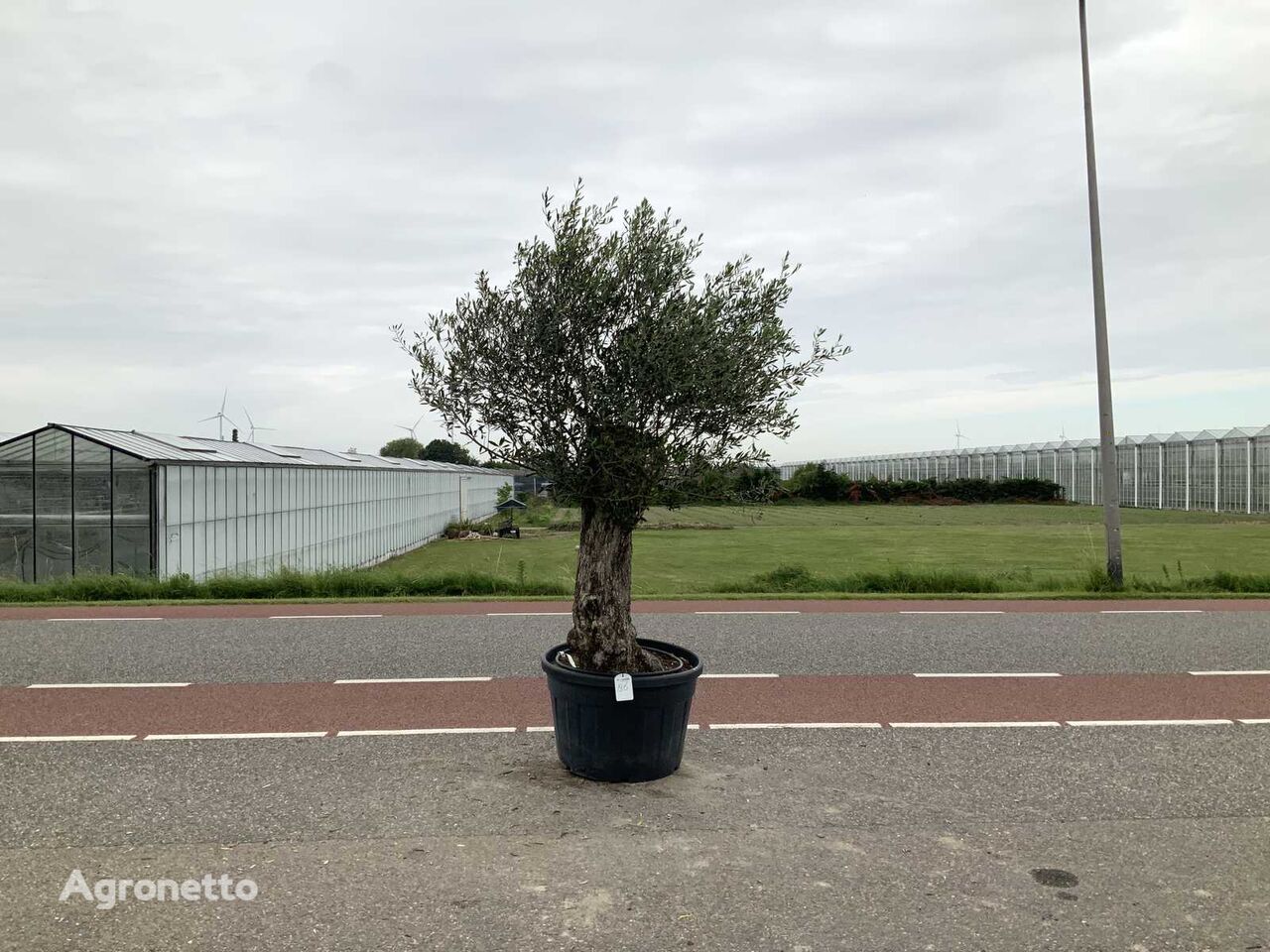 puiet de plantă ornamentală olijfboom (Olea Europaea Lessini)